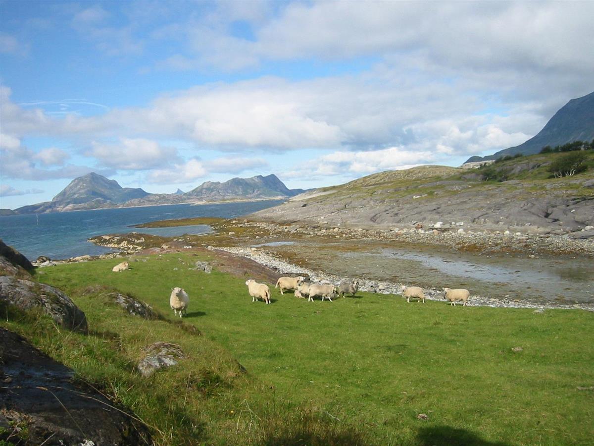 Bilde av sau og landskap - Klikk for stort bilde